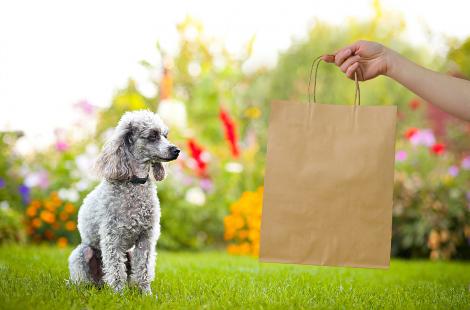 Top U.S. Stores To Shop At For Your Pet | PuntoMio Shopping Deals